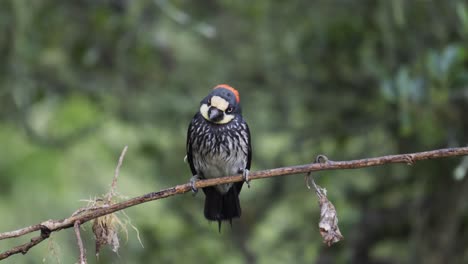 A-cute-colorful-Acorn-Woodpecker-bird-,-standing-on-a-branch-for-a-while-before-flying-away