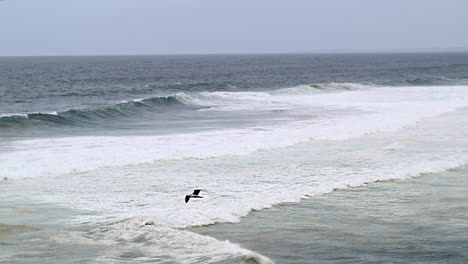 Breaking-waves-rolling-on-beach,-gull-flying-by,-slowmotion
