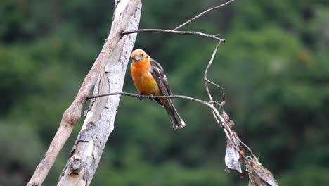 A-cute-curious-Flame-colored-tanager-bird-standing-on-a-branch,-looking-around,-then-flying-away