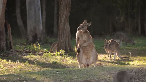 Large-male-Eastern-Grey-kangaroo-scratching,-Coombabah-Lake-Conservation-Park,-Gold-Coast,-Queensland