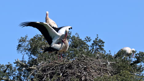 White-stork--couple-mating-on-nest-in-tree