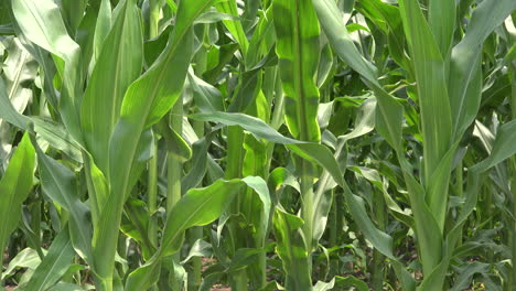 Green-corn-stems-in-cultivated-field