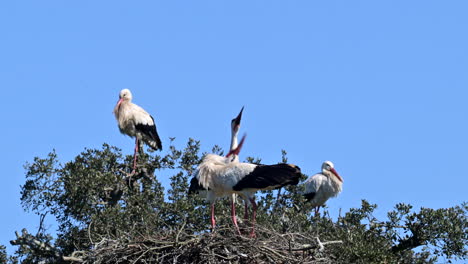 White-stork-one-arriving-on-nest-with-other,-starts-displaying-by-bill-clattering