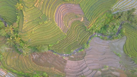 Hoher-Winkel-Von-Oben-Nach-Unten-Auf-Eine-Tropische-Reisfeldplantage-In-Indonesien-Während-Des-Sonnenuntergangs---Unterschiedliche-Muster-Und-Texturen