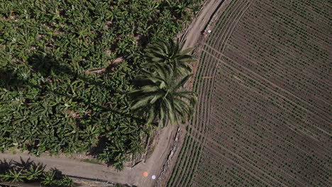 Aerial-view-from-above-on-the-tallest-palm-trees-in-the-Canary-Islands