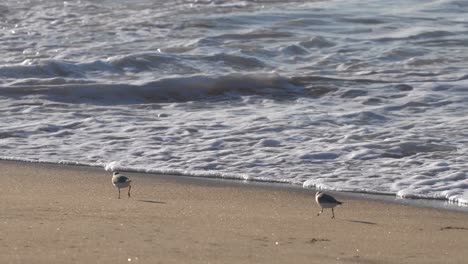 Sea-Bird-Running-Away-With-Shellfish