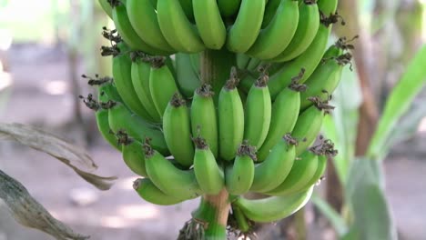 Frische-Und-Frischgrüne-Bananen-Stehen-Für-Den-Anbau-Im-Biogarten-Bereit