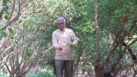 Front-view-of-a-farmer-raking-leaves-in-his-organic-lemon-orchard-to-check-quality