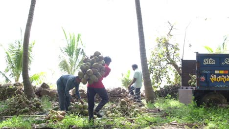 Los-Agricultores-Y-Trabajadores-Están-Llenando-Los-Mejores-Cocos-Seleccionados-Y-En-Corto-Para-El-Equipo.