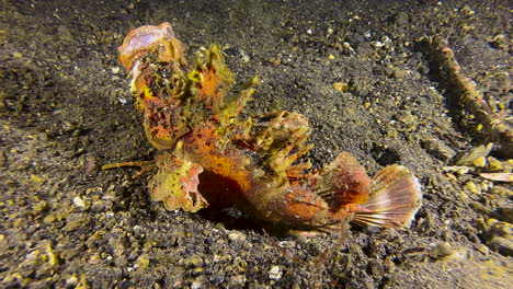 Spiny-devilfish-walks-over-sandy-seabed-during-night-using-claw-like-extensions-of-pectoral-fins-as-legs