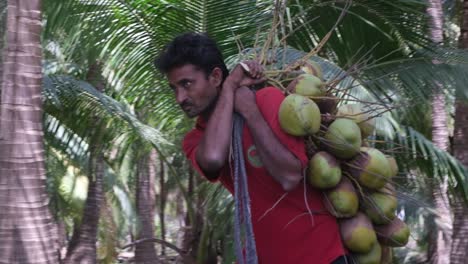 laborer-is-carrying-fresh-coconuts-plucked-from-a-coconut-tree-on-his-shoulders-to-be-loaded-into-a-tractor-trailer