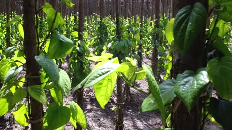 Hojas-Orgánicas-De-Nagarvel-Y-Hojas-De-Kapuri-Que-Se-Cultivan-Atadas-A-Troncos-De-árboles-Altos-Y-Este-Cultivo-Proporciona-Muy-Buenos-Ingresos-A-Los-Agricultores.