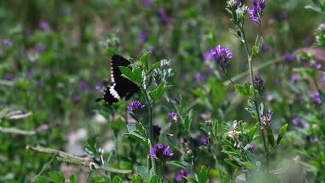 Landschaftsszene-Mit-Einem-Schwarzen-Schmetterling,-Der-über-Eine-Lavendelpflanze-Fliegt