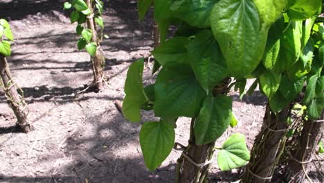 A-close-up-scene-of-organic-cultivation-of-Betel-leaves-and-camphor-leaves