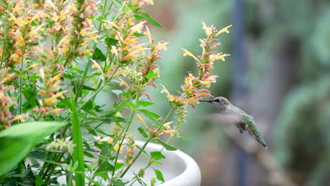 Zeitlupe-Eines-Kolibris-An-Einer-Blume