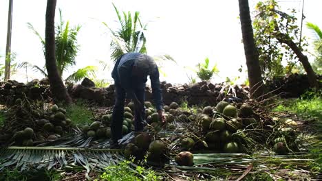 farmer-is-breaking-the-extra-branches-from-the-stripped-coconut-lung-which-will-take-the-shorted-fresh-coconut-to-the-market