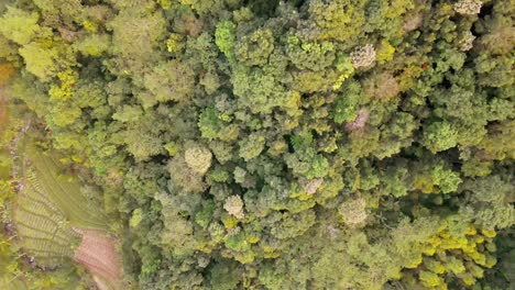 Vista-Aérea-De-Arriba-Hacia-Abajo-Paisaje-Forestal-Y-Campos-De-Plantaciones-Exóticas-Durante-La-Puesta-De-Sol-Dorada-En-Indonesia