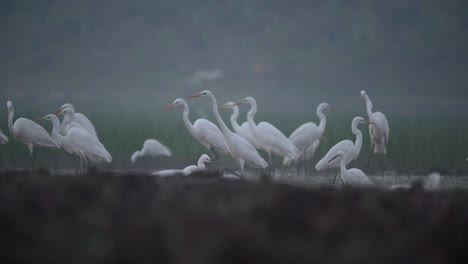 Flock-of-Egrets-in-Wetland-Some-Birds-Landing-in-Slow-motion