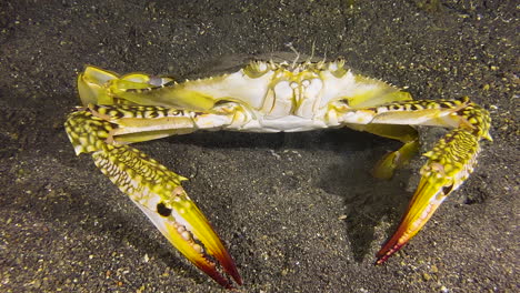Underwater-shot-of-large-swimming-crab-on-sandy-bottom-during-night