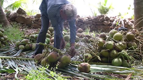 farmer-is-breaking-the-extra-branches-from-the-coconut-lung-he-has-dropped-in-his-coconut-plantation-which-will-lead-to-good-quality-coconuts-to-be-sold-in-the-market