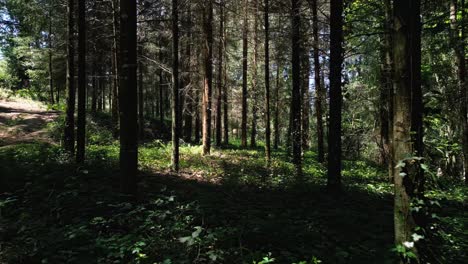 Aerial-footage-through-forest-with-beautiful-sunlight-coming-through-trees