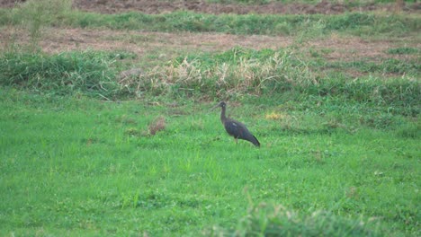 Red-naped-ibis-or-Pseudibis-papillosa-or-Indian-black-ibis-finding-insects-from-grass-in-India