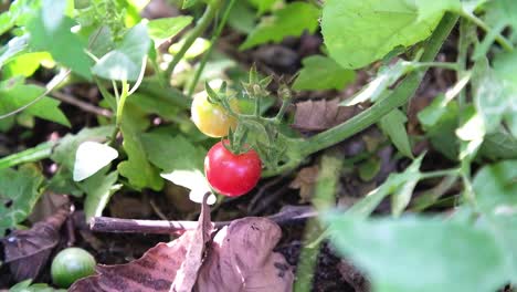 lose-up-scene-of-a-tomato-plant-showing-ripe-red-tomatoes-and-raw-green-tomatoes