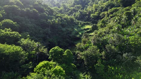 Aerial--Forward-drone-shot-over-luxuriant-thick-forest-in-Philippines