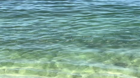 Shoal-of-fish-in-clear-seawater,-many-sea-fishes-top-view,-free-in-the-sea,-sea-fishes-on-the-water-surface,-on-the-surface-of-the-sea-water-aquamarine-azure-reflection-turquoise-blue-background