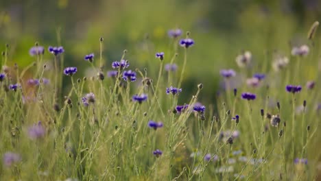 Bienen-Und-Fliegen-Flattern-In-Zeitlupe-Um-Den-Wind,-Der-Auf-Kleine-Violette-Blüten-Weht,-Makro