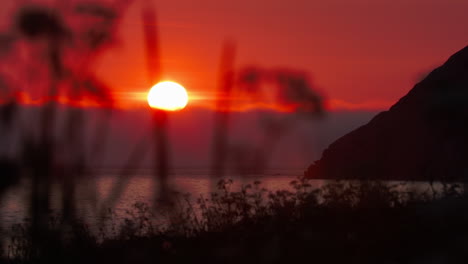 Sunset-at-the-beach-with-bushes-infront,-zooming-out