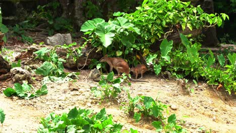 Mother-and-child-agile-wallaby,-macropus-agilis-resting-under-the-shade-beneath-dense-vegetations-on-a-hot-sunny-day