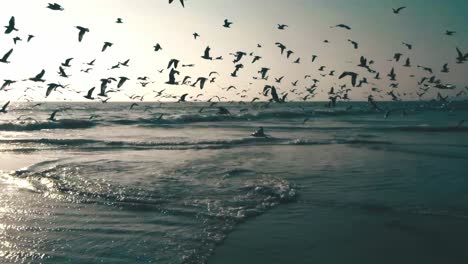 Aerial-drone-camera-follow-Flying-seagulls,-established-shot-of-flying-seagulls-at-the-beach