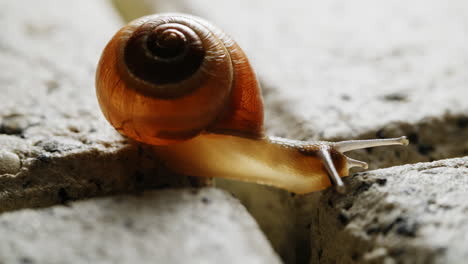 The-yellow-snail-effortlessly-transitions-from-one-spot-to-another,-traversing-its-surroundings-with-a-methodical-and-deliberate-movement,-never-in-a-rush,-but-steadily-exploring-its-environment