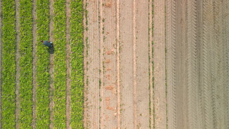 Trabajador-Inmigrante-Que-Atiende-Un-Monocultivo-En-Un-Campo