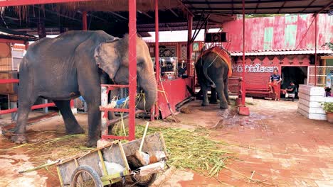 Thailändische-Elefanten-Genießen-Das-Essen-In-Einem-Elefantenschutzgebiet-In-Thailand