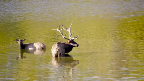 Large-bull-elk-stands-in-water-next-to-cow-elk-during-rut