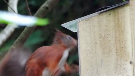 Bushy-tail-red-squirrel-jumping-into-woodland-feeding-box-chewing-nuts-and-seeds,-close-up