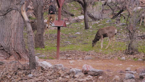 Venado-Bura-Pastando-En-El-Campo-De-Arizona