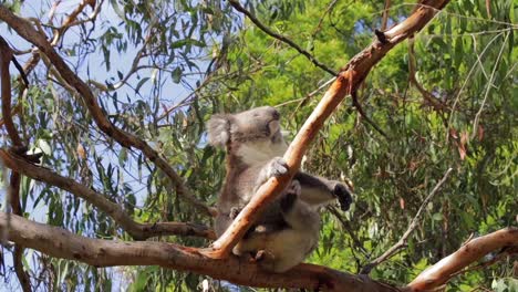 Koala-Sitting-in-Tree-Scratching-Grooming-Itself