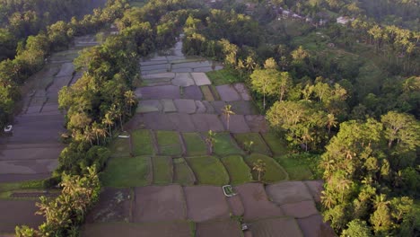 The-famous-rice-terraces-at-Bali-Indonesia-surround-by-palmtrees-during-sunrise,-aerial