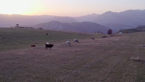 Herd-of-cattle-grazing-during-sunset-at-the-famous-Durmitor-National-Park-Montenegro-during-sunset,-aerial