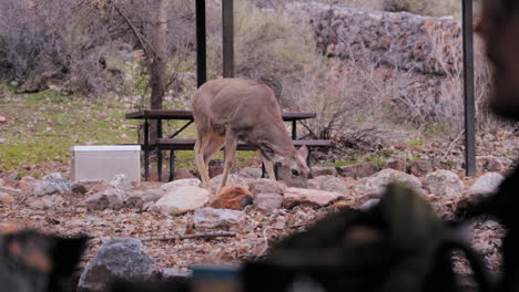 Foraging-mule-deer-come-to-the-campsite---watching-wildlife-while-drinking-coffee