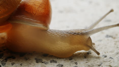 The-yellow-snail-with-its-shell-moves-slowly,-steadily-making-its-way