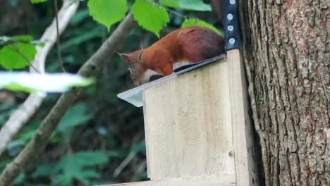 Rotes-Eichhörnchen-Mit-Buschigem-Schwanz-Sitzt-Auf-Einem-Futterkasten-Im-Wald-Und-Kaut-Nüsse-Und-Samen