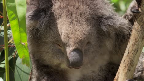 Koala-Durmiendo-Sentado-En-Un-árbol