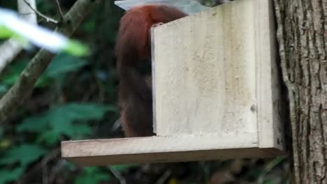 Lustiges-Rotes-Eichhörnchen-Mit-Buschigem-Schwanz,-Das-Den-Futterkasten-Aus-Dem-Wald-Hebt-Und-Nüsse-Und-Samen-Frisst