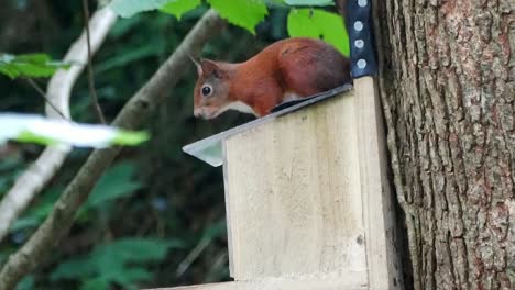 Curious-red-squirrel-sitting-on-woodland-feeding-box-eating-nuts-and-seeds