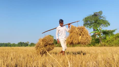 Rural-farmer-boy-carrying-dry-paddy-hay-in-harvest-season-at-farmland-field-in-Bangladesh