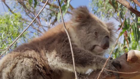 Koala-On-Tree-Branch
